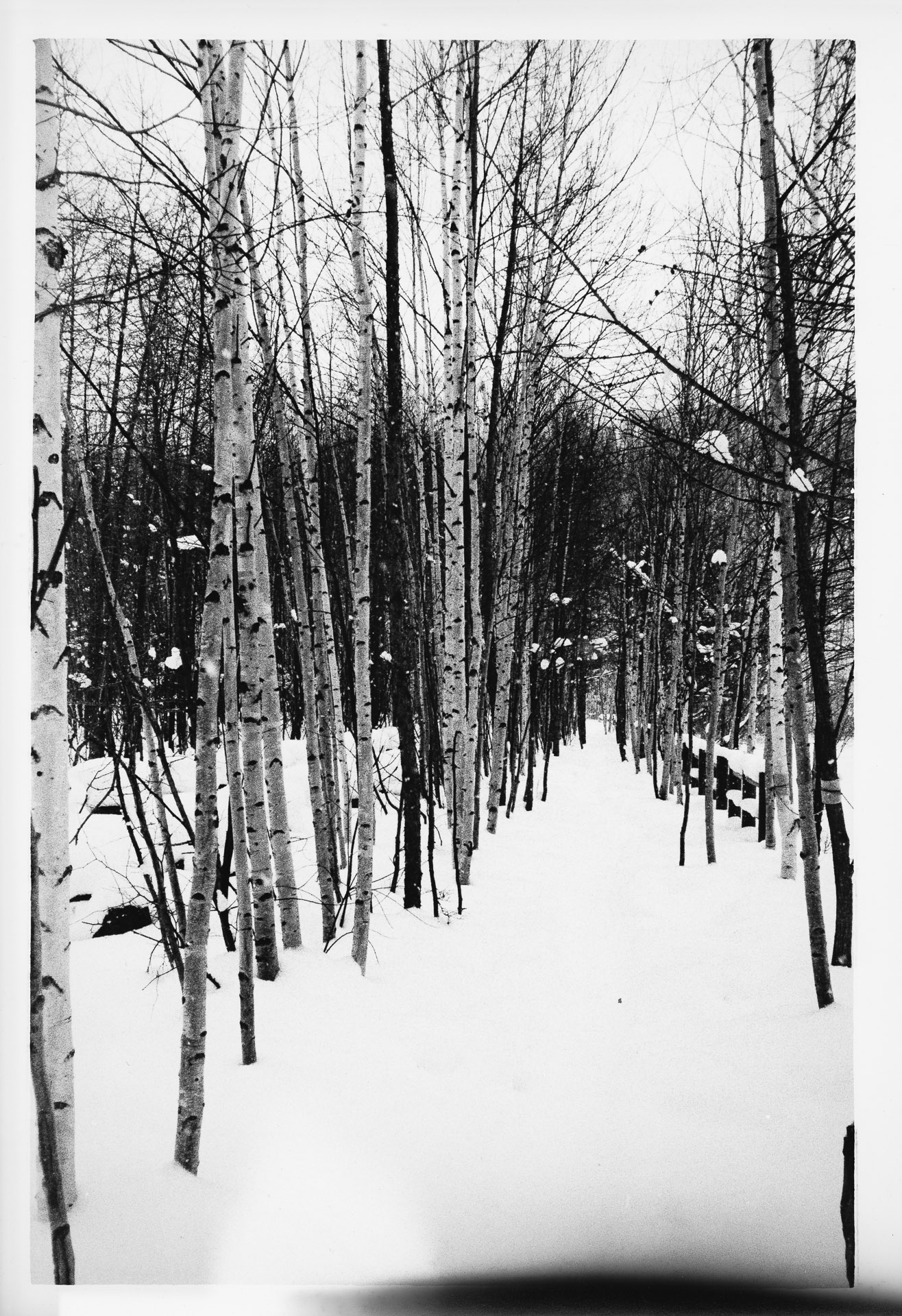 Winter Trees Darkroom Print