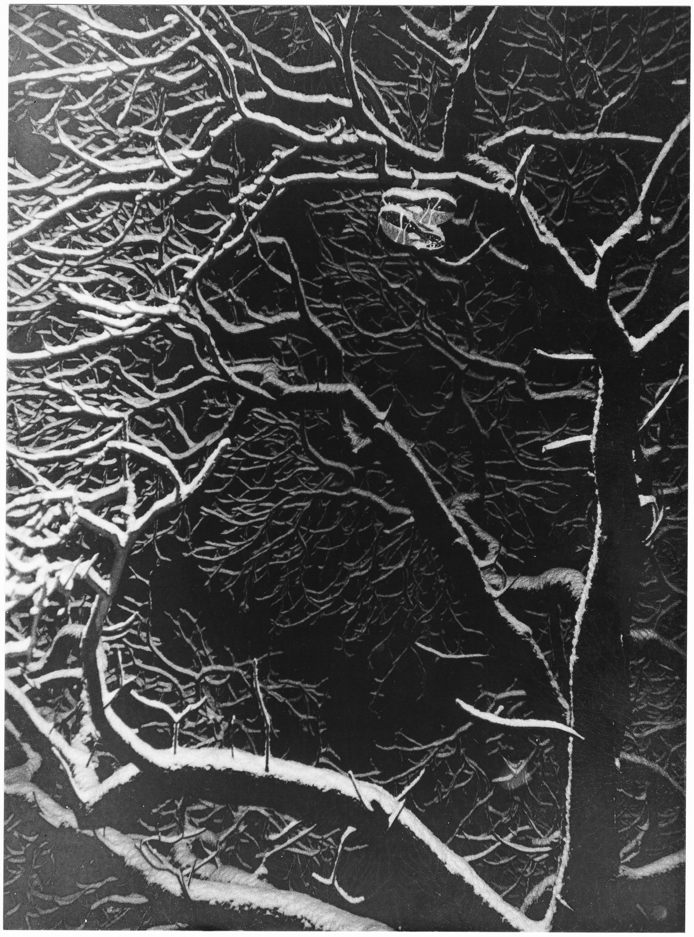 Trees, Snow and Sneakers Darkroom Print